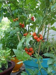 Caring For Vegetables In Pots Bonnie Plants Cherry Tomato Plant Tomato Garden Planting Vegetables
