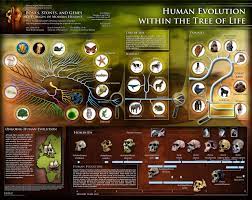 Human Evolution Hominid Evolution