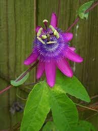 Passiflora Loefgrenii In 2021 Jasmine Flower Variegated Plants Passion Flower