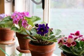 Bu nedenle sulama suyu önem kazanır. Menekse Bakimi Evde Menekse Nasil Yetistirilir Cogaltilir Yemek Com