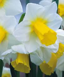 Narcissus Golden Echo Jonquilla Narcissi Narcissi Flower Bulb Index Narcissen Narcis Tulpen