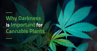 You provide sunlight via artificial lights and change the lighting schedule to start the stage. Why Darkness Is Important For Cannabis Plants Americover