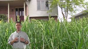 Why Is My Grass Going To Seed Lawn Care Grass Seeds