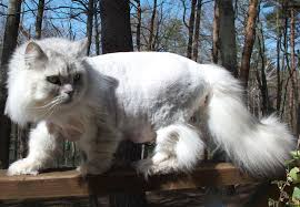 They have long, silky hair which can be of different colors, but the most appreciated (and considered the most pure and. Should I Have My Long Haired Cat Shaved Thecatsite