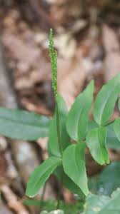 Image result for Anemiaceae