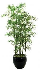 We did not find results for: Bamboo In Pots Around The Terrace Plants Bamboo Plants Indoor Plants