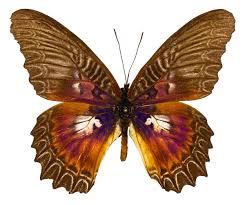 Image result for Hunteria myriantha