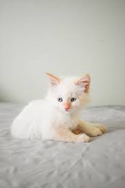 Find images of white kitten. White Kitten Pictures Download Free Images On Unsplash