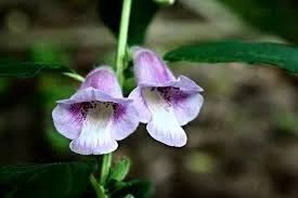 Image result for Sesamum angolense