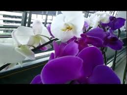 Check spelling or type a new query. Jenis Anggrek Bulan Ungu Dan Anggre Bulan Putih Youtube