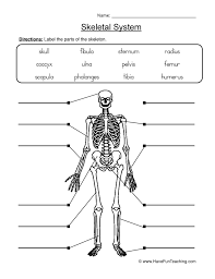 Label Skeletal System Worksheet Skeletal System Worksheet Skeletal System Skeletal System Activities