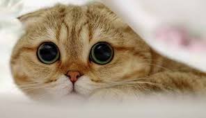 Scottish Fold Ozellikleri Ve Bakimini 7 Adimda Ogrenin Scottish Fold Kediler Ve Yavrulari Guzel Kediler