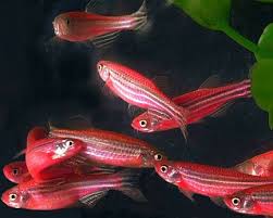 We did not find results for: 9 Best Zebra Danio Ideas Aquarium Fish Freshwater Aquarium Tropical Fish