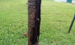 Feb 01, 2021 · an established oak tree ( quercus spp.) will drop acorns over its lifetime. All About Monterrey Oaks