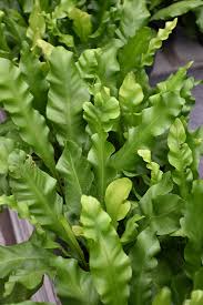 Image result for Asplenium aethiopicum