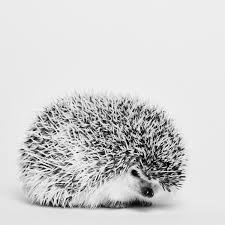 Looks That Quill The Dark Side Of Hedgehog Instagram Wired