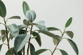 This is the ultimate, most comprehensive rubber plant care guide you will find! Ficus Elastica Rubber Plant Guide Our House Plants