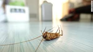 From food festivals to spectacular christmas light displays, there is always something exciting happening at seaworld san antonio. Valentine S Day Name A Cockroach After Your Ex And Watch An Animal Eat It Cnn