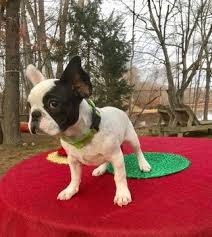 Again, responsible breeders do these tests. French Bulldog Puppy For Sale In Cranston Ri Adn 56743 On Puppyfinder Com Gender Male Age 4 Bulldog Puppies For Sale Puppies For Sale French Bulldog Puppy