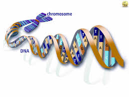 Dna Panosundaki Pin