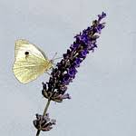 Image result for Kanahia laniflora