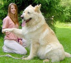 German shepherds were developed to work all day. How Long To Learn German B2 Learn German Keywords