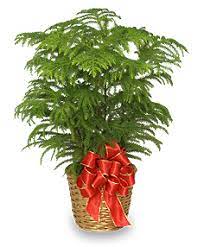 We did not find results for: Norfolk Island Pine Holiday Plant Basket All House Plants Flower Shop Network