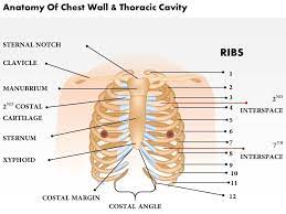 The chest wall, like other regional anatomy, is a remarkable fusion of form and function. 0514 Anatomy Of Chest Wall And Thoracic Cavity Medical Images For Powerpoint Graphics Presentation Background For Powerpoint Ppt Designs Slide Designs