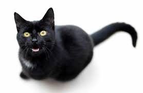 How else could they tell you? 7 Reasons Why Your Cat Keeps Meowing At You Cole Marmalade