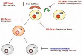 Be open to going new places, doing new things, take care of yourself physically, (exercise) eat well, but not too much. Cancer Stem Cell Csc Hierarchy And Possibilities For Therapeutic Download Scientific Diagram