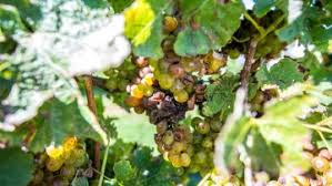 Butasi vita vie de masa victoria, codreanca, capsunica, muscat hamburg, sultanina, red globe, prima. Putregaiul Negru Al ViÈ›ei De Vie Cauze Simptome Combatere Basf Agricultural Solutions Romania