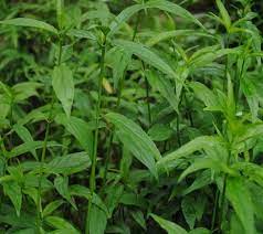 Tanaman Dandang Gendis Sabah Snake Grass Tanaman Obat Tanaman Ide Berkebun