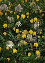 Decorative, fluffy seed heads follow the flowers. Clematis Tangutica Golden Clematis For Sale Buy Online For Only 17 99