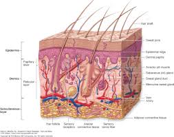 Pin On Anatomy