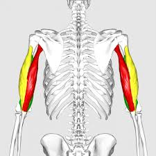 This is a lateral general superficial view. Muscles Of The Upper Arm Biceps Triceps Geeky Medics