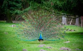 Le Paon Qui Est Il Comment Elever Un Paon Chez Soi