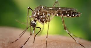 Image result for images of mosquito