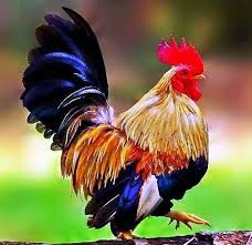 Ayam Kate Jantan Ayam Ayam Jantan Hewan