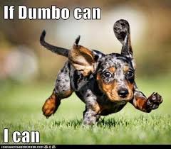 I Has A Hotdog Big Ears Funny Dog Pictures Dog Memes Puppy Pictures Pictures Of Dogs Dog Pictures Funny Pictures Of Dogs Dog Memes Puppy Pictures Doge Cheezburger