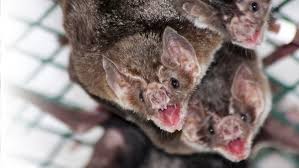 View original vampire bat image Vampire Bat Friendships Endure From Captivity To The Wild Science News