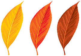 We carefully collected 10 cliparts about fall clipart transparent so you can use them for study, work, fun and entertainment for free. Download Autumn Free Png Transparent Image And Clipart