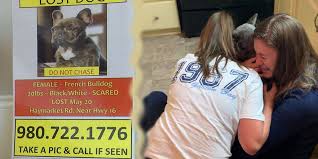 As such, a smaller number of litter mates would mean better conditions for the puppies inside the womb. Stolen French Bulldog Returns Home In Nc Months Later Cbs 17