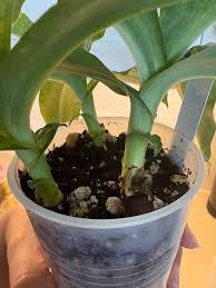 Image result for Habenaria kilimanjari