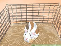 3 Ways To Prevent Bladder Stones In Guinea Pigs Wikihow