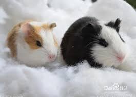 我們今天要為大家介紹的這只荷蘭豬booboo，算得上是荷蘭豬界的時尚小明星。 荷蘭豬界的時尚小明星booboo ‧ a day magazine. å¦‚ä½•æ•™ä¼šè·å…°çŒªå–æ°´ ç™¾åº¦ç»éªŒ