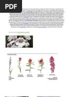 Image result for Striga linearifolia