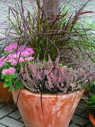 Hortensien pflanzen und blühende gartenträume verwirklichen. Herbst Pflanzen Und Deko Fur Balkon Und Terrasse Pflanzen Bepflanzung Pflanzideen
