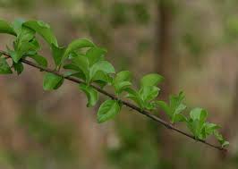 Image result for Catunaregam