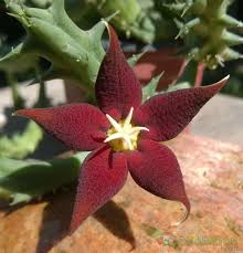 Image result for Piaranthus atrosanguineus