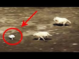 Cold weather is on its way to my part of the country, i'm told. Animal Inquiries Artic Hare Lessons Blendspace